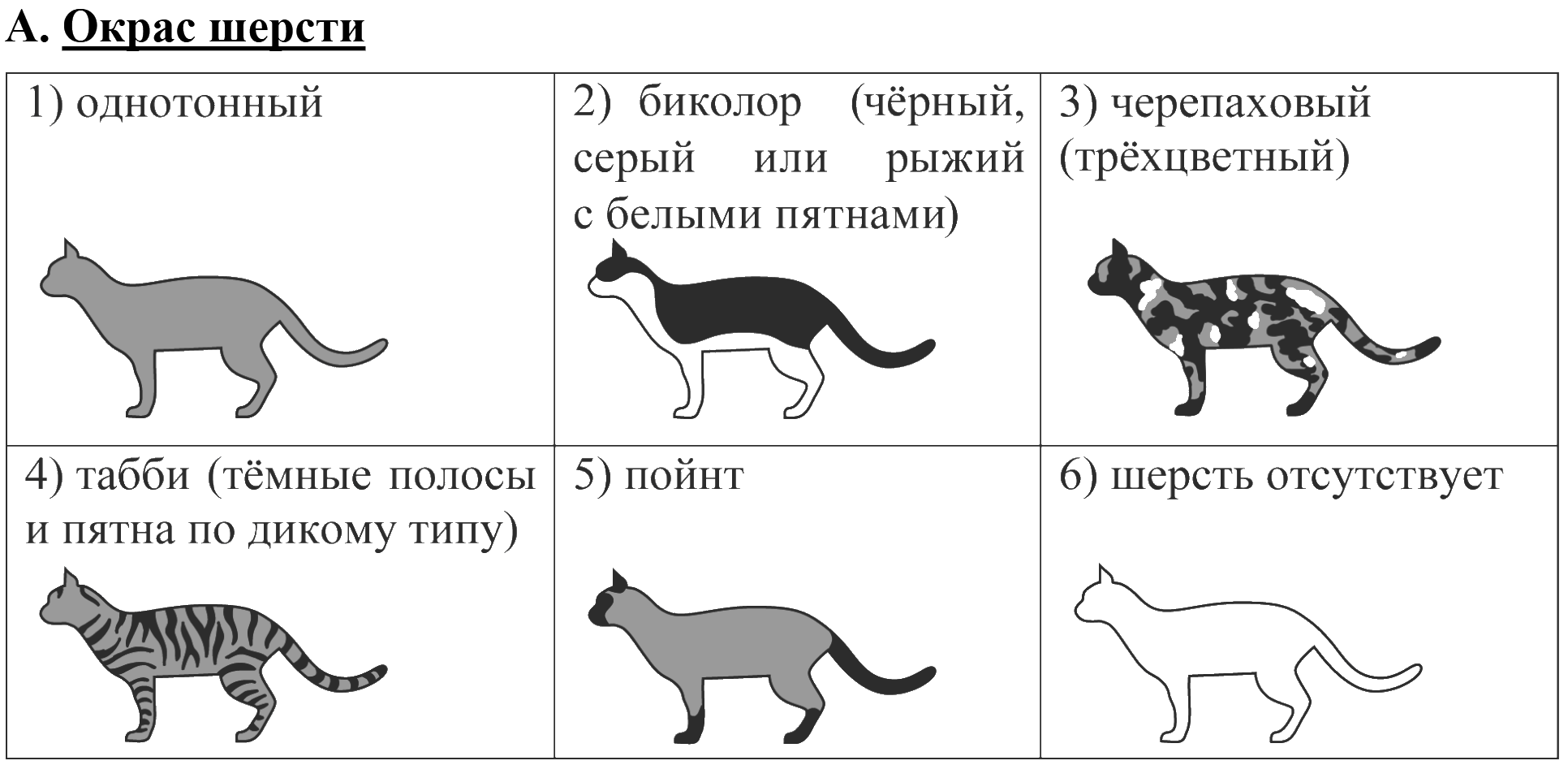 А. Окрас шерсти: 1) однотонный; 2) биколор (чёрный, серый или рыжий с белыми пятнами); 3) черепаховый (трёхцветный); 4) табби (тёмные полосы и пятна по дикому типу); 5) пойнт; 6) шерсть отсутствует — у каждого варианта силуэт кошки