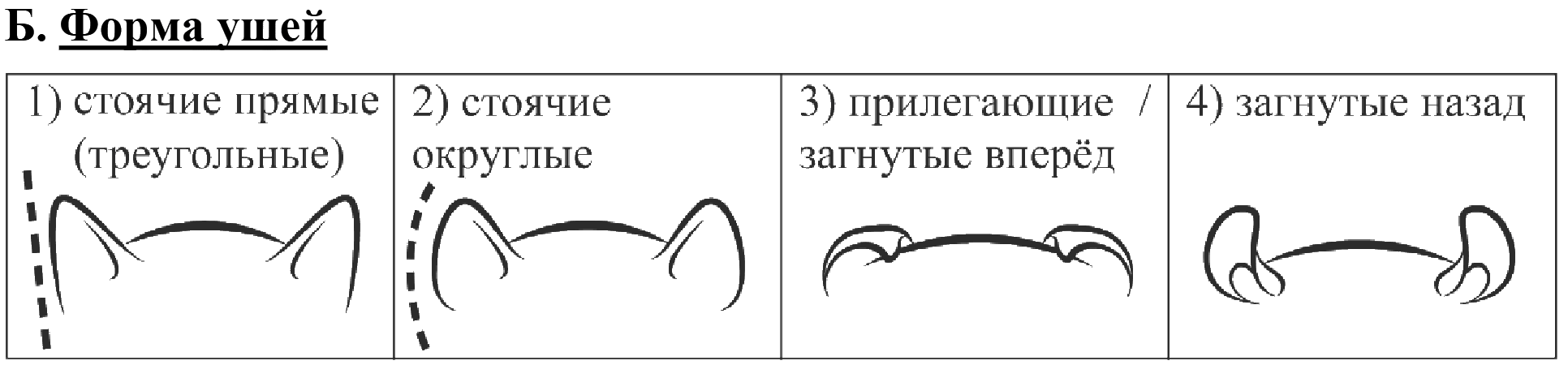 Б. Форма ушей: 1) стоячие прямые (треугольные); 2) стоячие округлые; 3) прилегающие / загнутые вперёд; 4) загнутые назад — схемы контура ушей