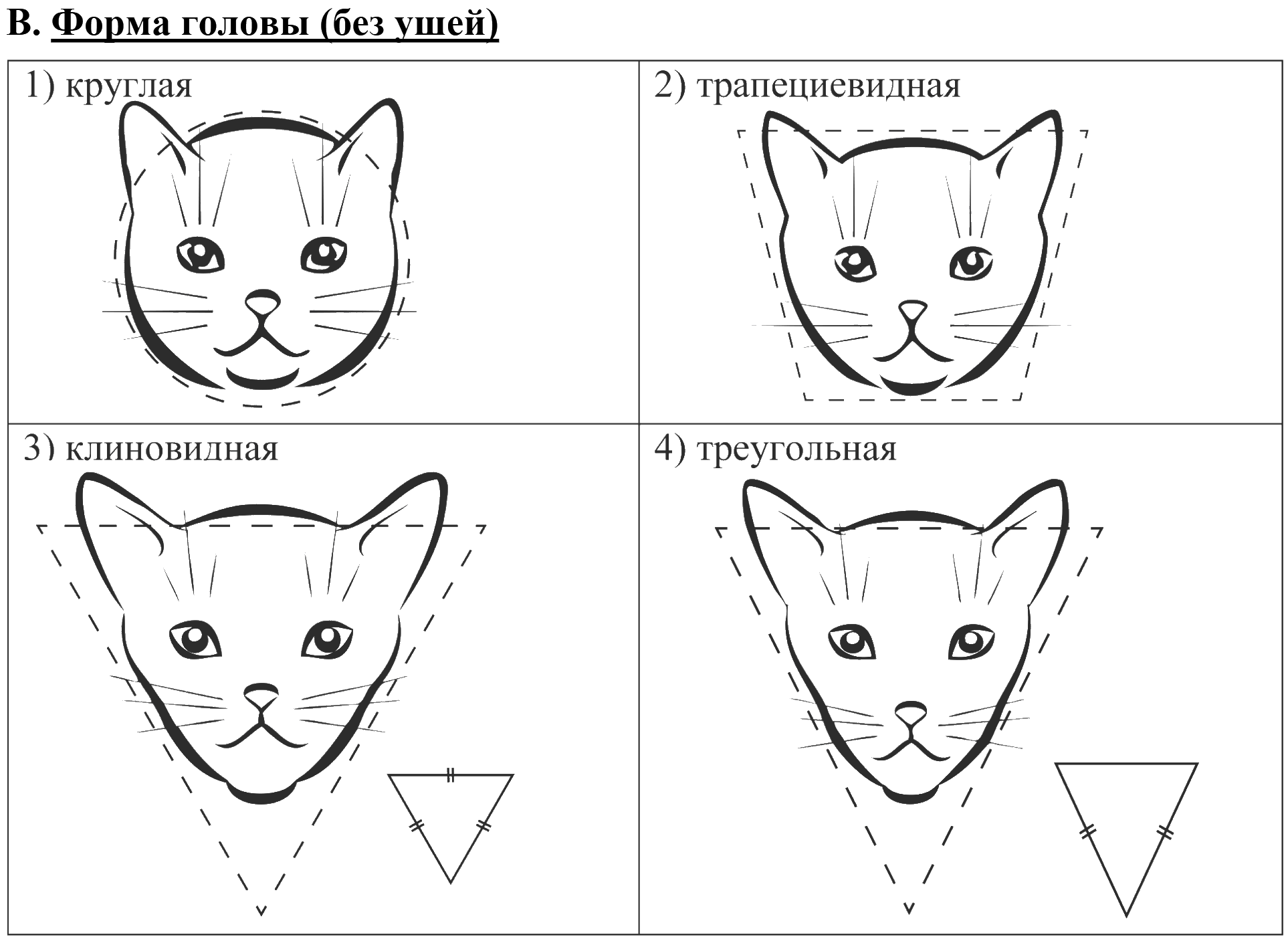 В. Форма головы (без ушей): 1) круглая; 2) трапециевидная; 3) клиновидная; 4) треугольная — контуры морды кошки, вписанные в круг, трапецию и треугольники